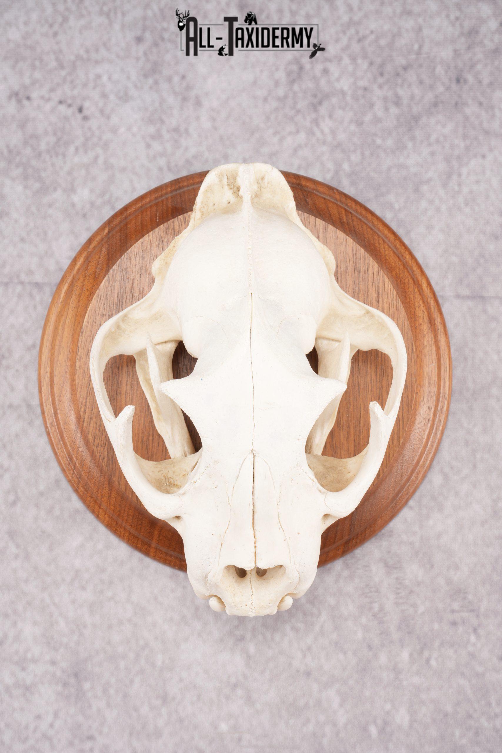 Cougar Skull SKU 2870 cougar skull sku 2870