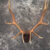 Elk antler base taxidermy mount for sale SKU 1085 1 elk antler base taxidermy mount for sale sku 1085