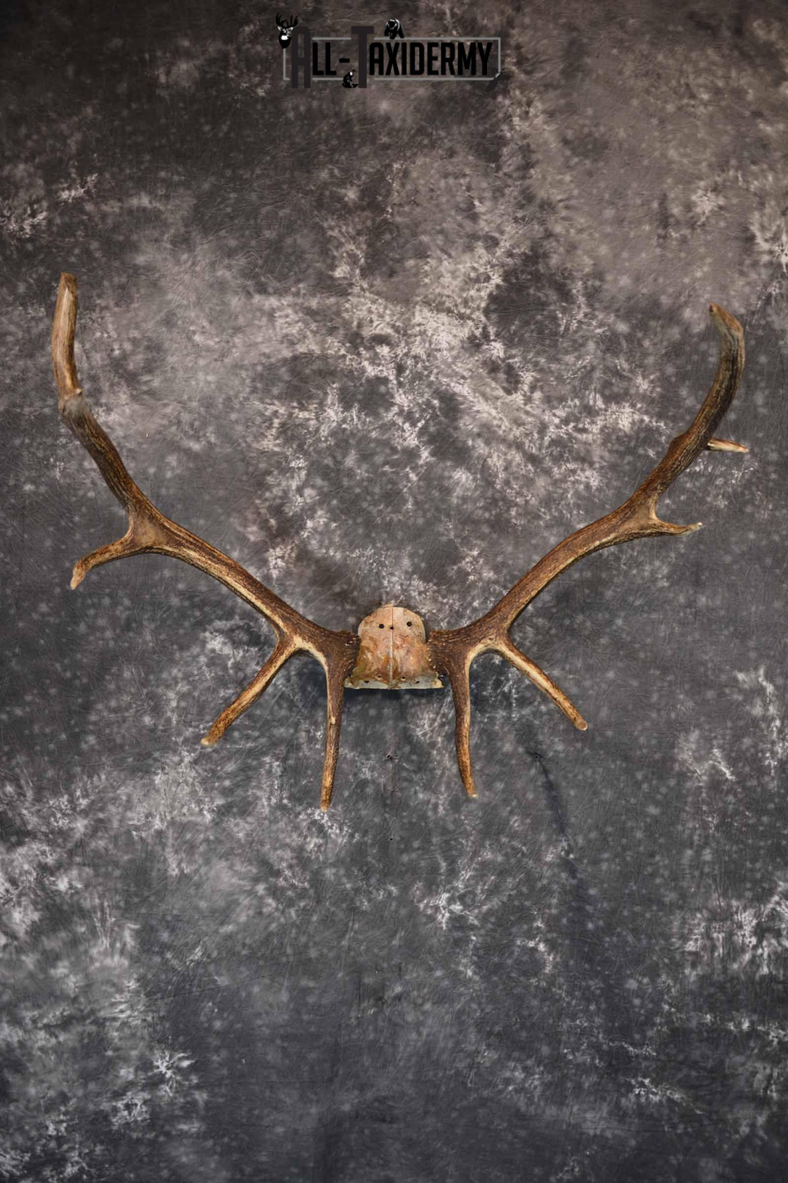 Elk Antler Skull Cap for Sale SKU 1159 elk antler skull cap for sale sku 1159