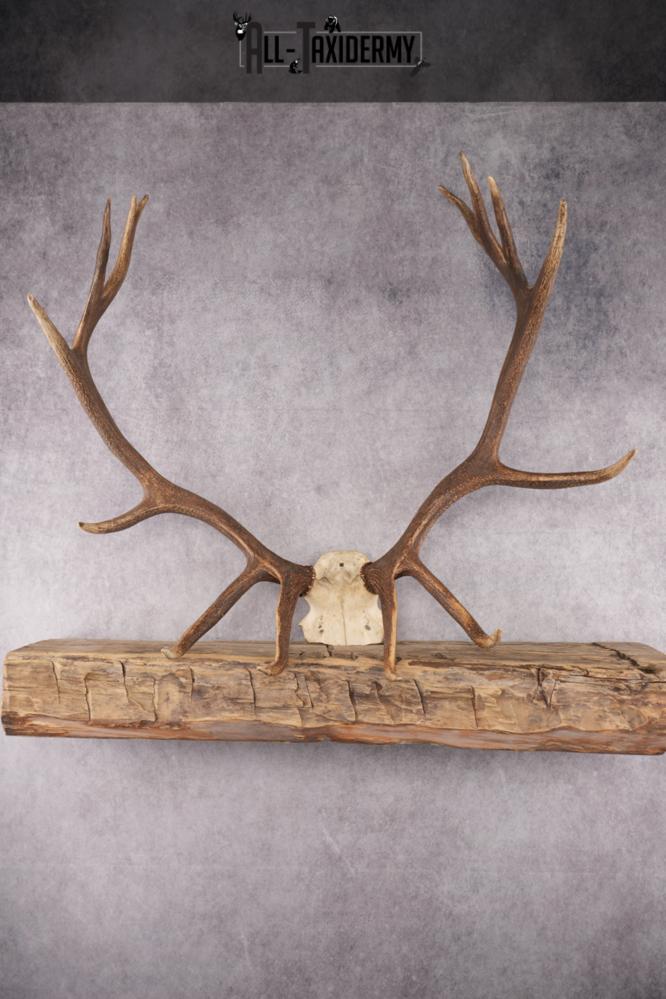 Elk Skull Plate SKU 2833 elk skull plate sku 2833