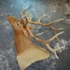 Elk Taxidermy shoulder mount wall pedestal for Sale SKU 1203 2 elk taxidermy shoulder mount wall pedestal for sale sku 1203