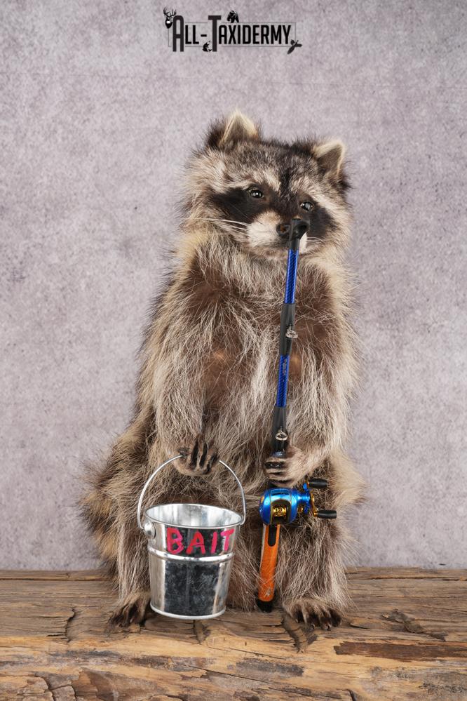 Fishing Raccoon SKU 3057 fishing raccoon sku 3057