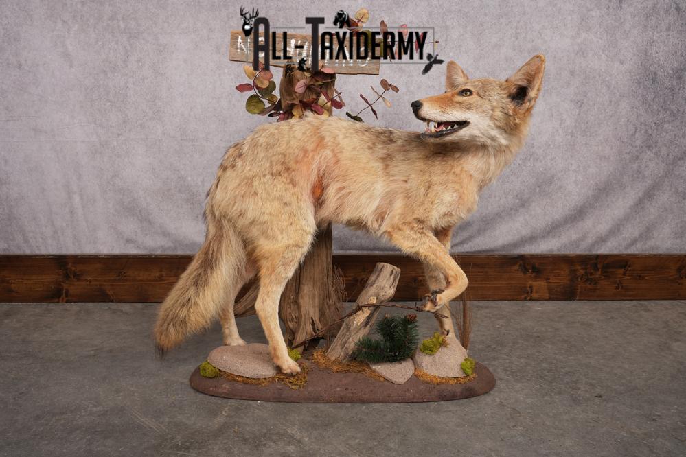 Full Body Coyote Taxidermy Mount SKU 2665 full body coyote taxidermy mount sku 2665