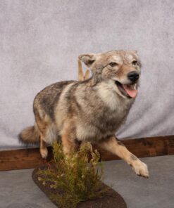 full body coyote taxidermy mount sku 2677