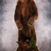 Full Body Grizzly Bear Taxidermy Mount SKU 2647 1 full body grizzly bear taxidermy mount sku 2647