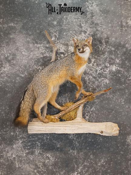 Grey Fox taxidermy mount SKU 2259 grey fox taxidermy mount sku 2259