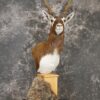 Himalayan Black buck taxidermy Pedestal mount for sale SKU 2175 2 himalayan black buck taxidermy pedestal mount for sale sku 2175