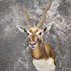 Himalayan Black buck taxidermy shoulder mount SKU 2363 1 himalayan black buck taxidermy shoulder mount sku 2363