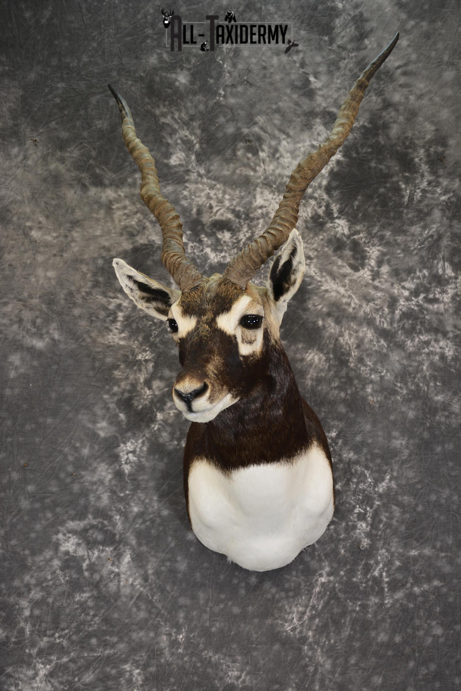 Indian Black Buck taxidermy shoulder mount for sale SKU 1920 indian black buck taxidermy shoulder mount for sale sku 1920