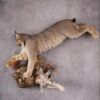 Lynx taxidermy mount SKU 2564 1 lynx taxidermy mount sku 2564