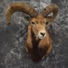 Mouflon Taxidermy Shoulder Mount for sale SKU 1449 2 mouflon taxidermy shoulder mount for sale sku 1449