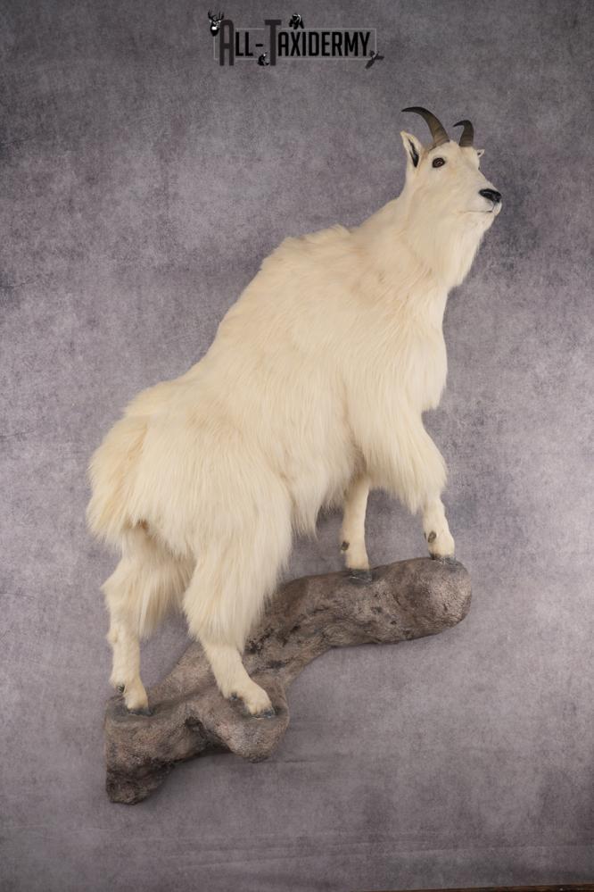 Mountain Goat Taxidermy Mount SKU 2904 mountain goat taxidermy mount sku 2904