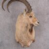 Nubian Ibex Taxidermy Shoulder Mount SKU 2795 1 nubian ibex taxidermy shoulder mount sku 2795