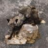 Silver fox taxidermy mount SKU 2266 2 silver fox taxidermy mount sku 2266