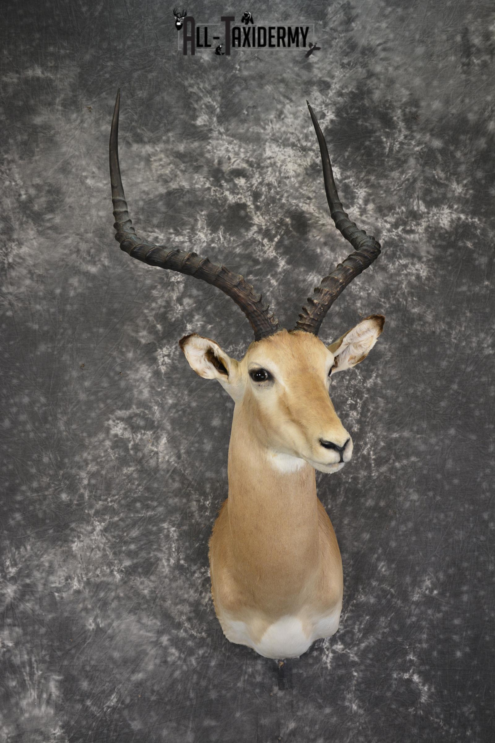 South African Impala taxidermy shoulder mount for sale * SKU 2061 south african impala taxidermy shoulder mount for sale sku 2061