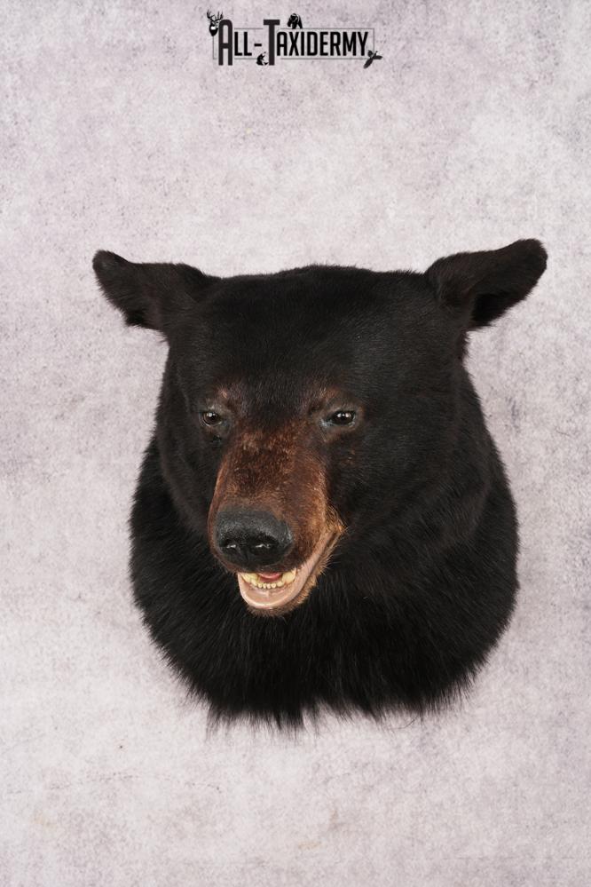 XL Black Bear Shoulder Mount SKU 3182 xl black bear shoulder mount sku 3182
