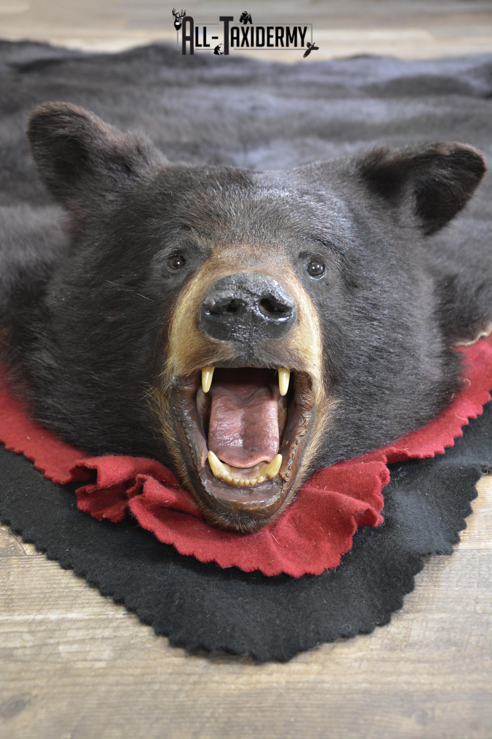 XL Black bear taxidermy rug for sale SKU 2116 xl black bear taxidermy rug for sale sku 2116