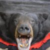 XXL Black bear taxidermy rug for sale SKU 2117 1 xxl black bear taxidermy rug for sale sku 2117